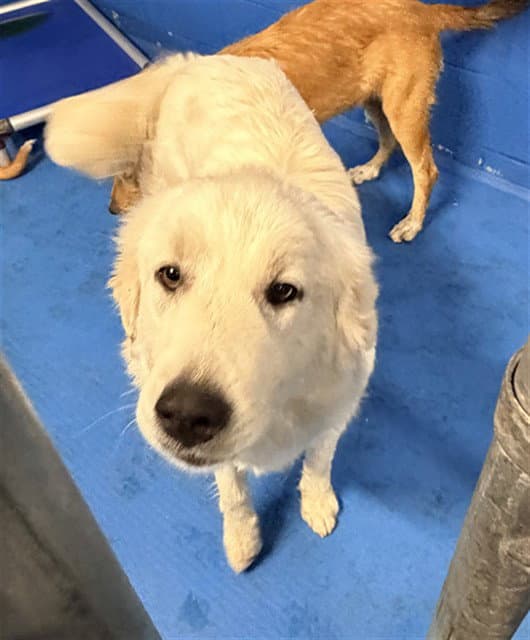 Unknown - Great Pyrenees