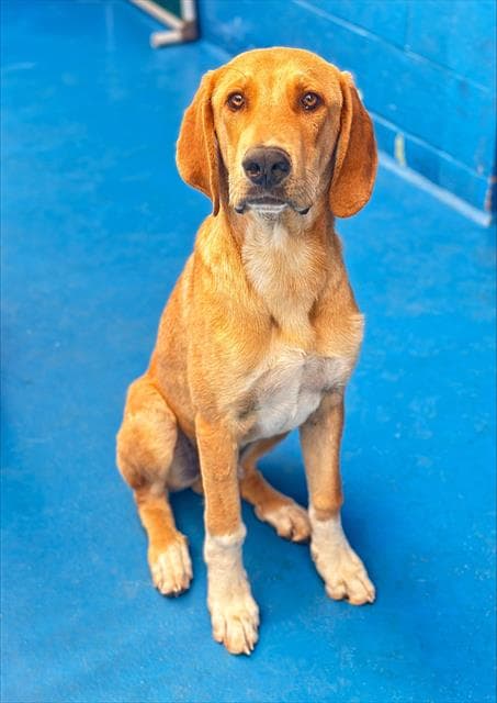 Unknown - Doberman Pinscher
