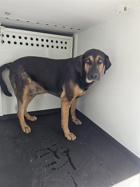 Unknown - German Shepherd Dog