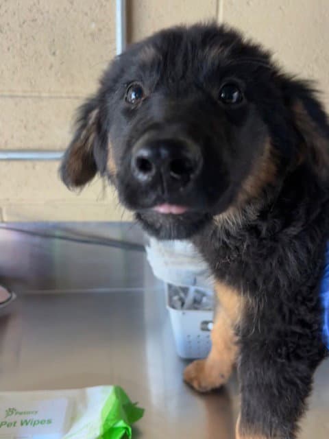 Unknown - Australian Shepherd