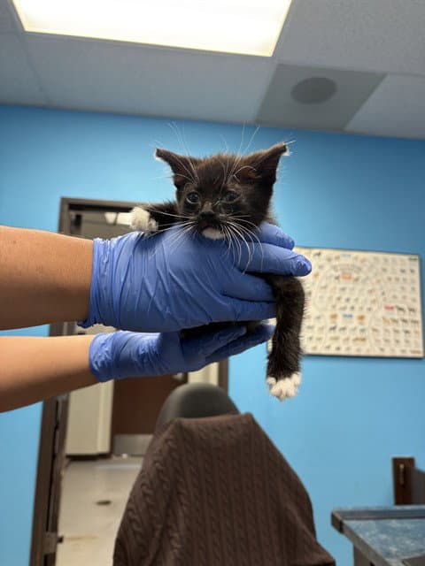 Unknown - Domestic Short Hair