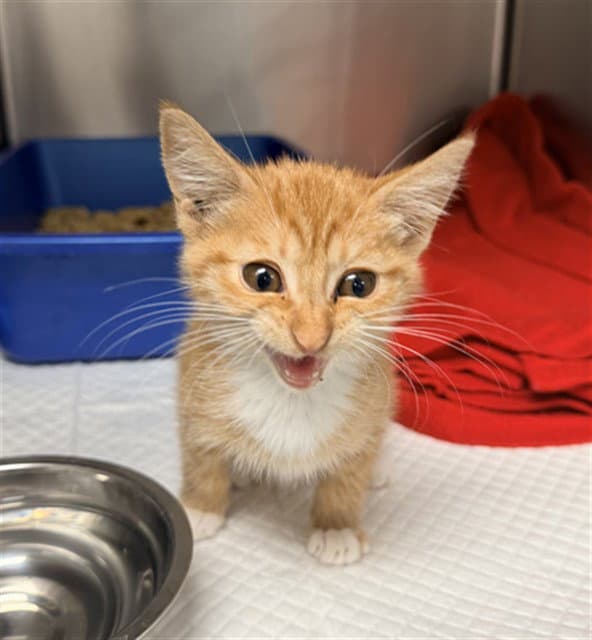 Unknown - Domestic Short Hair