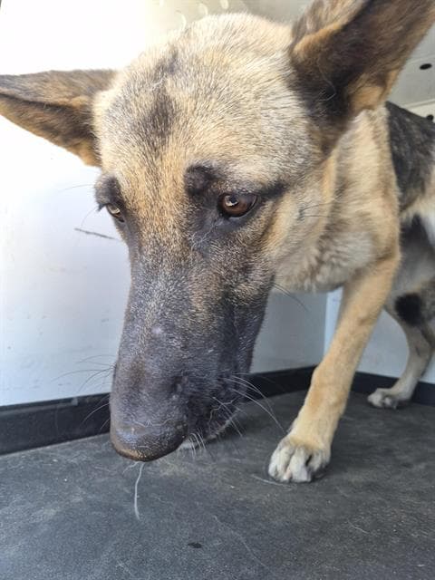 Unknown - German Shepherd Dog