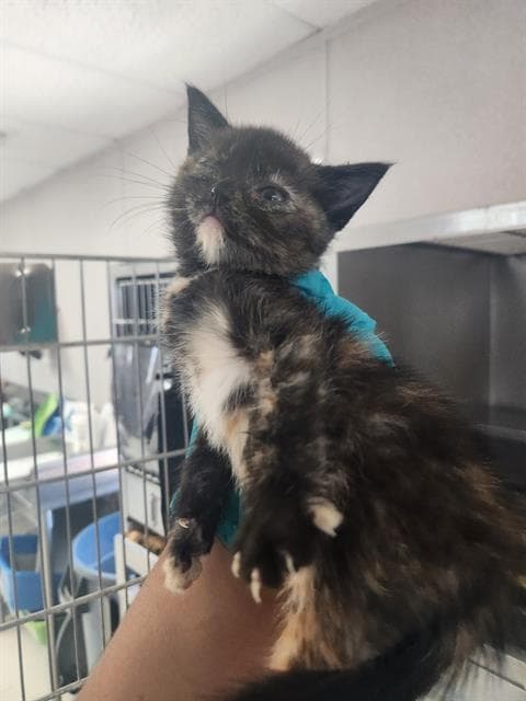 Unknown - Domestic Short Hair