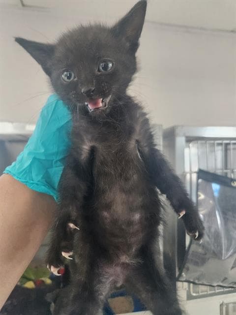 Unknown - Domestic Short Hair