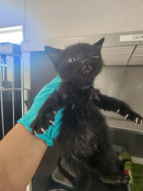 Unknown - Domestic Short Hair