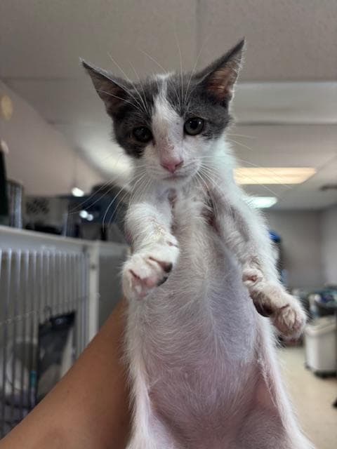 Incrediboy - Domestic Medium Hair