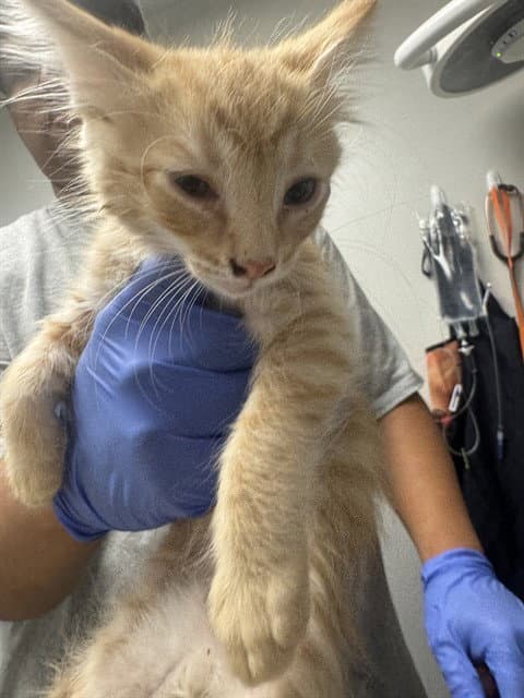 Unknown - Domestic Short Hair