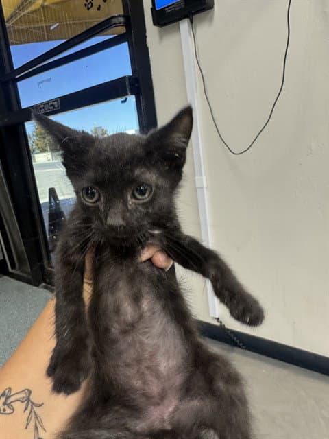 Unknown - Domestic Short Hair