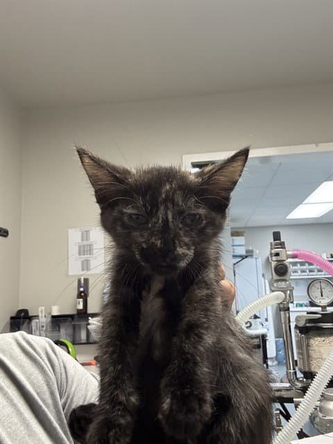Unknown - Domestic Short Hair