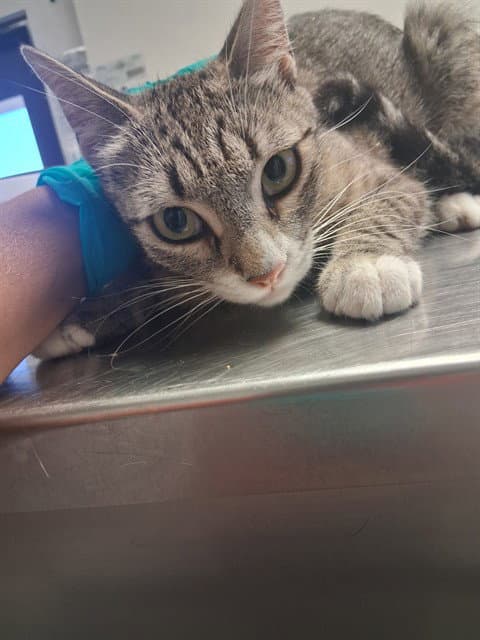 Unknown - Domestic Short Hair