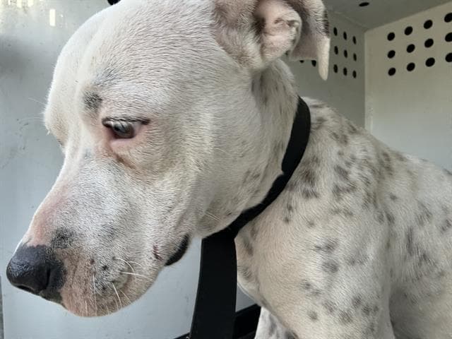 Unknown - Pit Bull Terrier