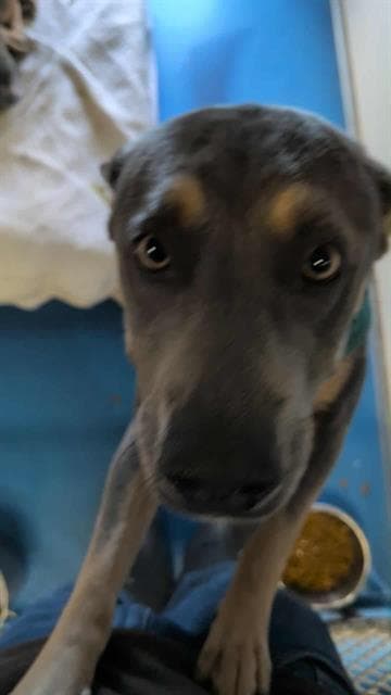 Gigi - Australian Kelpie