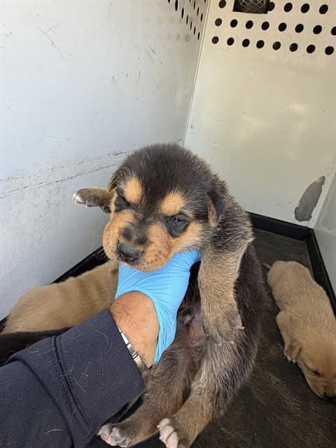 Unknown - German Shepherd Dog