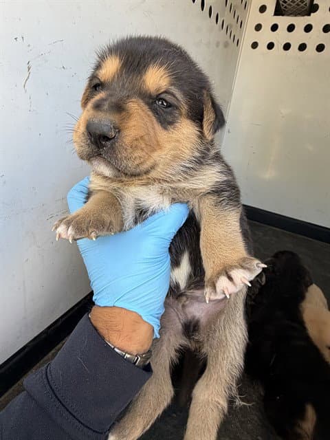 Unknown - German Shepherd Dog
