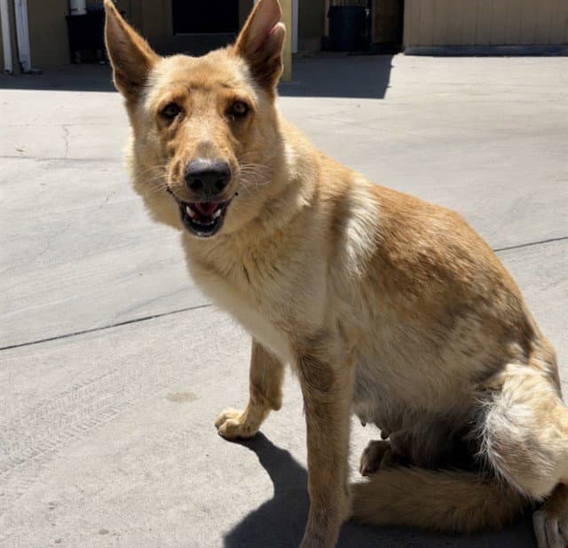 Unknown - German Shepherd Dog