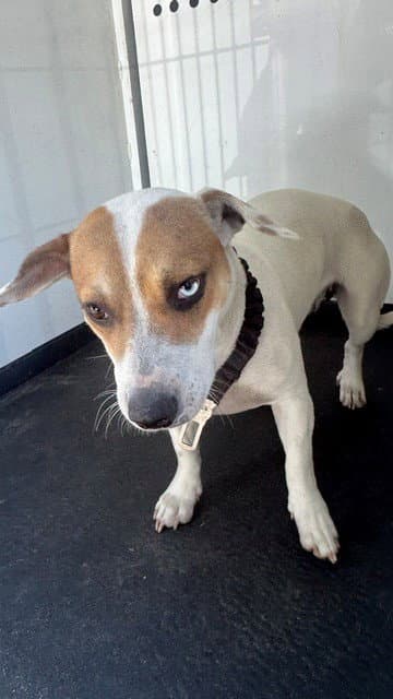 Unknown - Beagle