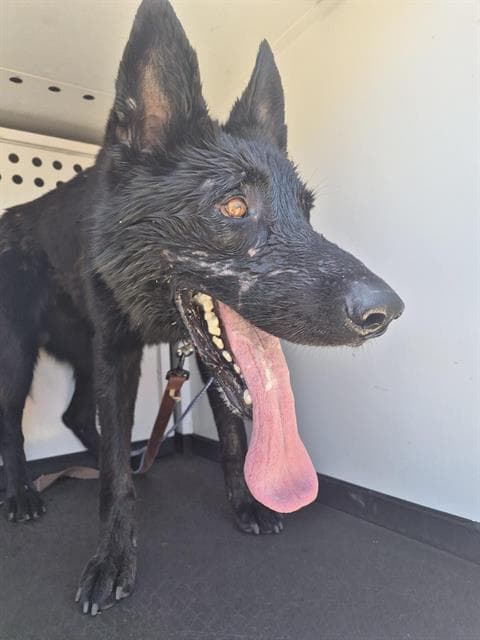 Unknown - German Shepherd Dog