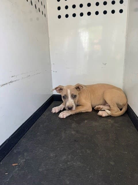 Unknown - Pit Bull Terrier