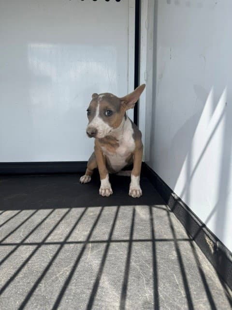 Unknown - Pit Bull Terrier