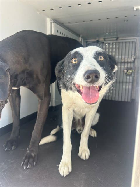 Unknown - Border Collie