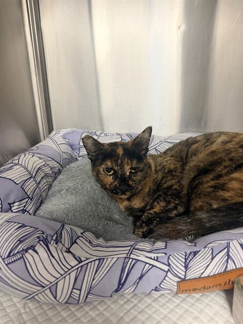 Unknown - Domestic Short Hair