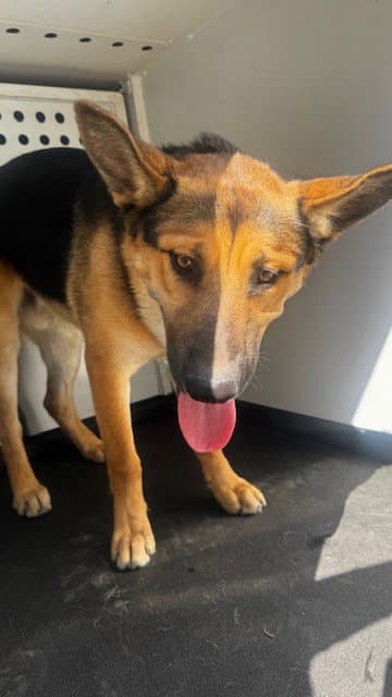 Unknown - German Shepherd Dog