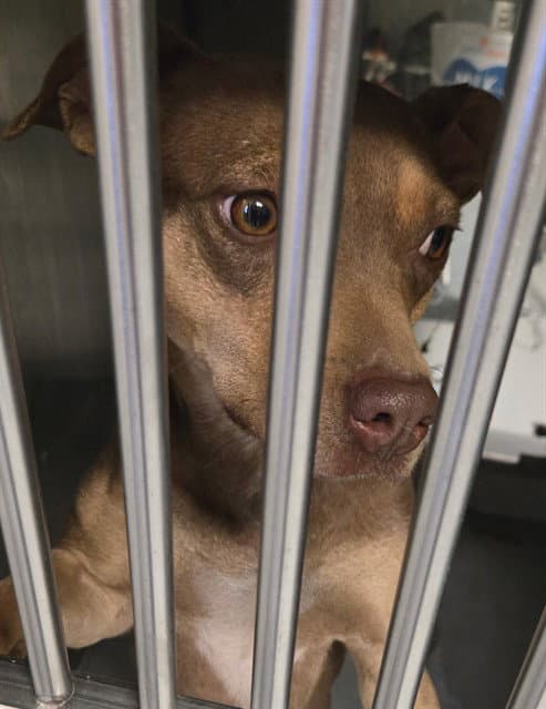 Unknown - Australian Kelpie