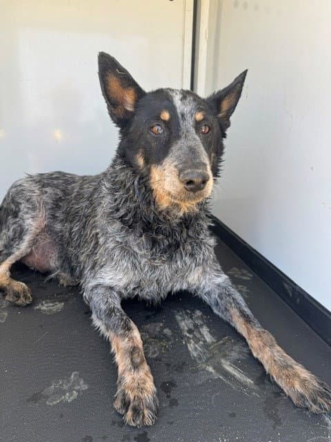 Unknown - Queensland Heeler