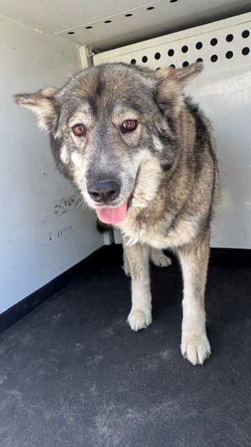 Unknown - Alaskan Malamute