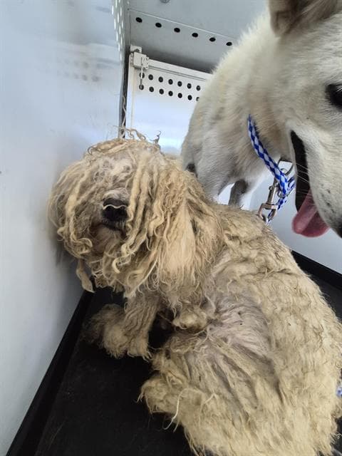 Unknown - Poodle (Miniature)