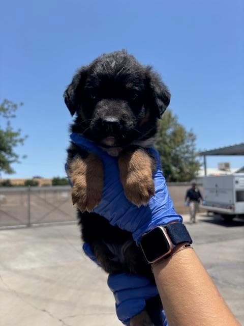 Unknown - German Shepherd Dog