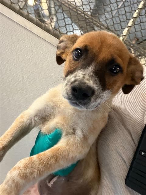 Unknown - Australian Cattle Dog/Blue Heeler