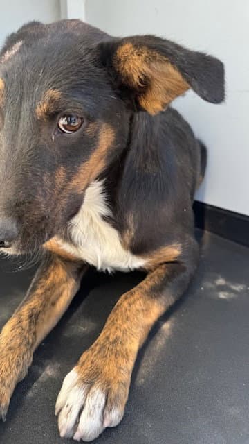 Unknown - German Shepherd Dog
