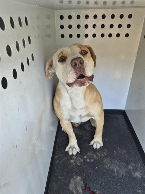 Chase - Pit Bull Terrier