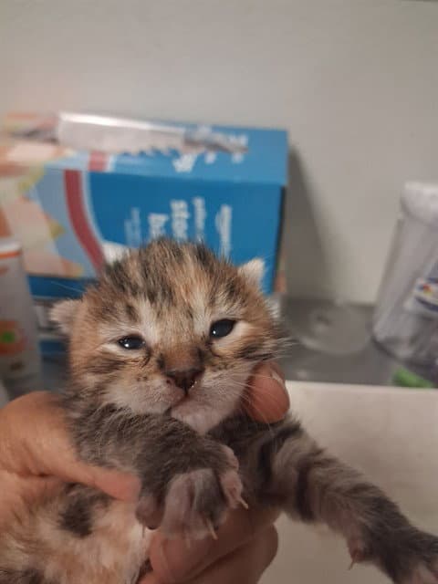 Unknown - Domestic Short Hair