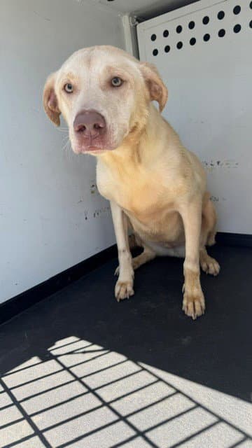 Unknown - Labrador Retriever