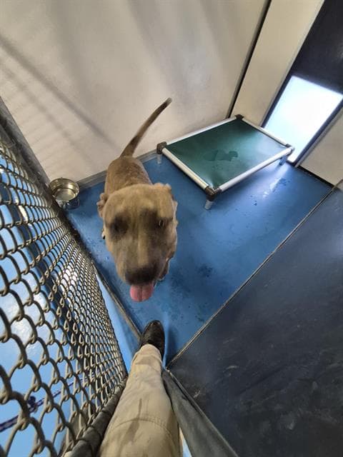 Unknown - Pit Bull Terrier