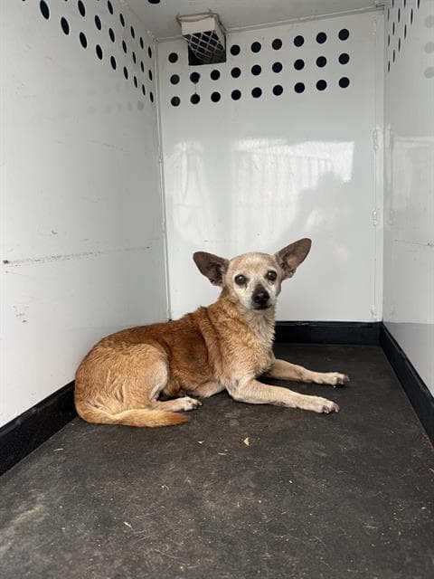 Unknown - Chihuahua
