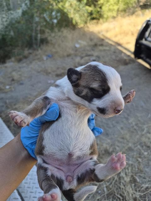 Unknown - Pit Bull Terrier