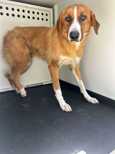Unknown - Border Collie