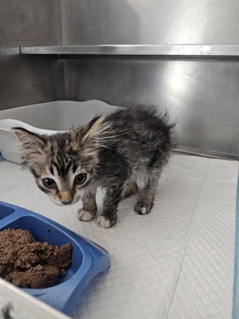 Unknown - Domestic Short Hair