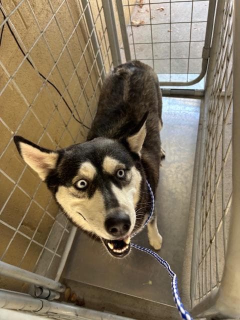 Mamma's - Husky