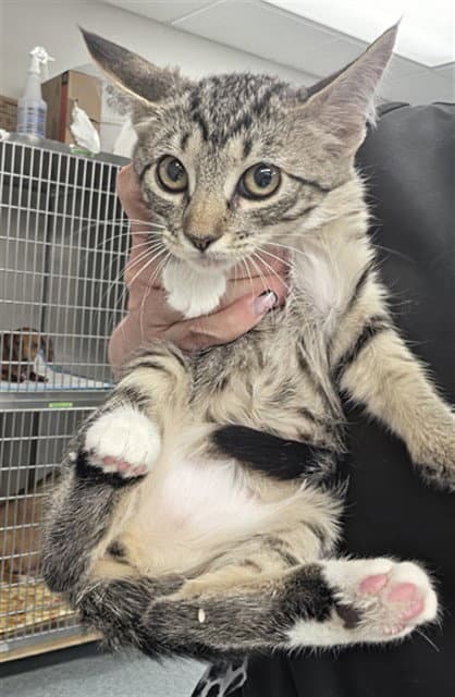 Unknown - Domestic Short Hair