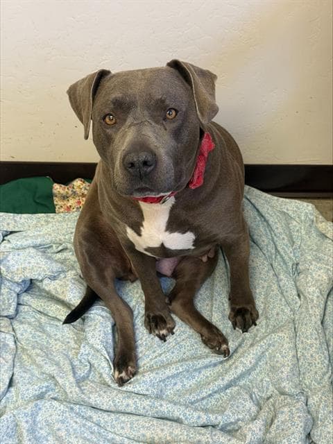 Pheonix - Pit Bull Terrier