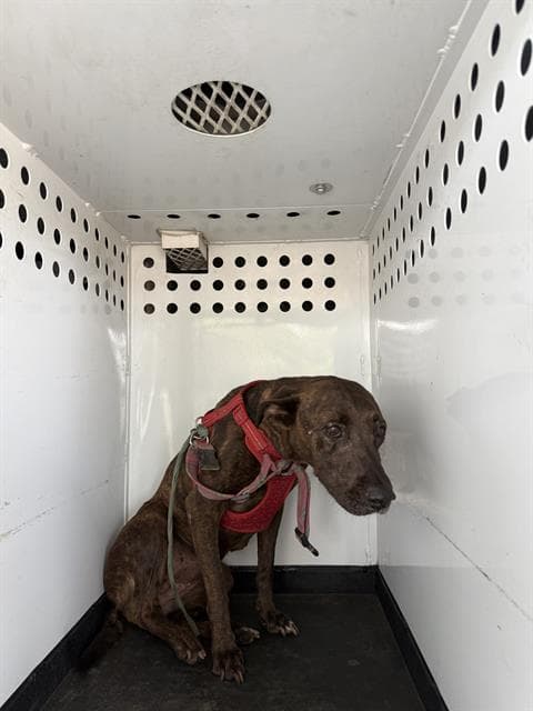 Basket - Pit Bull Terrier