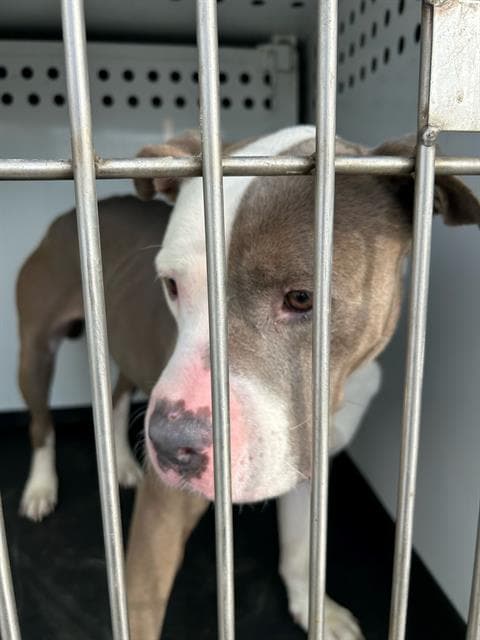 Unknown - Pit Bull Terrier