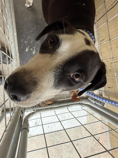 Unknown - Pit Bull Terrier