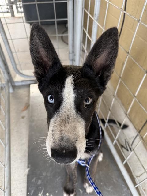 Unknown - Husky