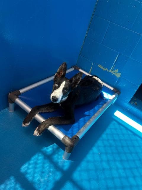 Unknown - Border Collie